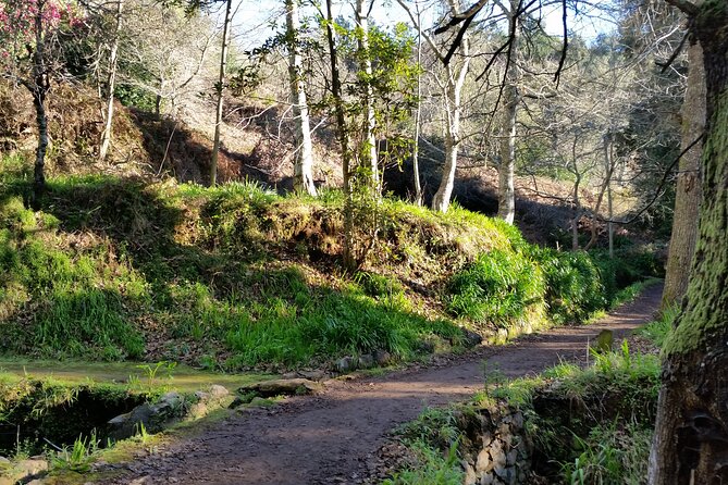 Half-Day Paradise Valley Walking Tour - Why Paradise Valley works for a first Madeira walk