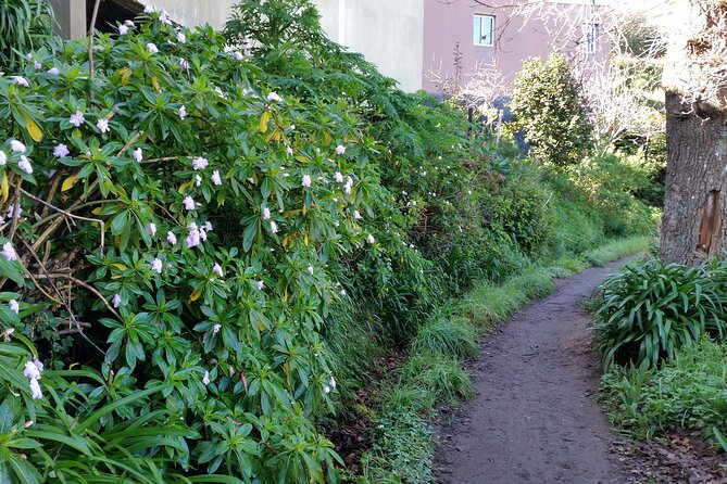 Half-Day Paradise Valley Walking Tour - What the guide adds beyond directions