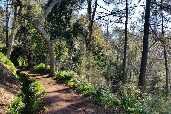 Half-Day Paradise Valley Walking Tour - Starting near Camacha at 9:00 am