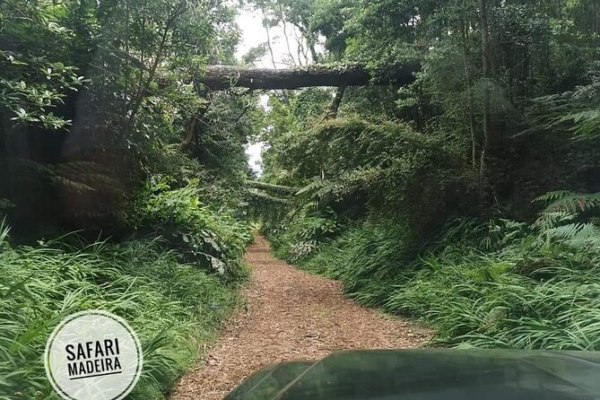 Half-Day Small-Group Madeira Village Safari from Funchal - What this Madeira safari really offers
