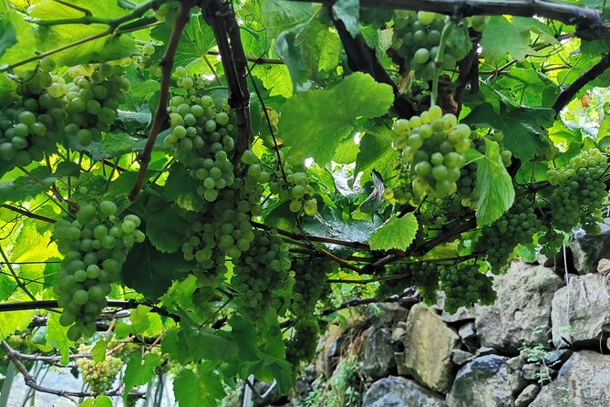 Half-Day Small-Group Wine Tour in Madeira - What the four-hour tour is really like