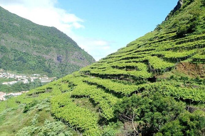 Half-Day Small-Group Wine Tour in Madeira - The vineyard: vines, mud, and a useful lesson