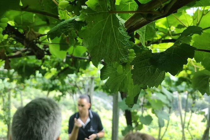Half-Day Small-Group Wine Tour in Madeira - Six wines, generous pours, and modest food