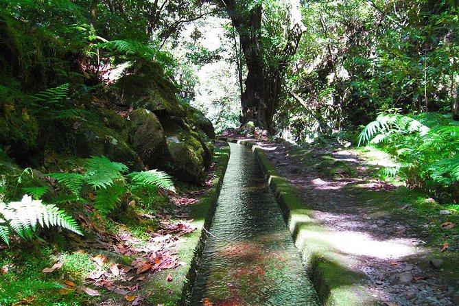 Hidden Corners: Levada Walk from Funchal - Key points to know before you book