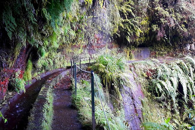 Hidden Corners: Levada Walk from Funchal - Native plants and Madeira’s old remedies