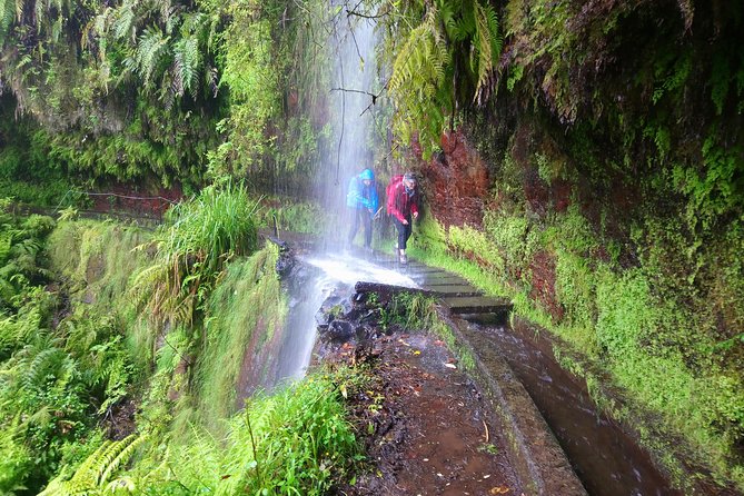 Hike in Laurisilva Levada do Rei - Madre of Life small Group guided walk - Why Levada do Rei makes a good Madeira walk