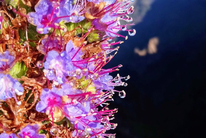 Hike in Laurisilva Levada do Rei - Madre of Life small Group guided walk - Transfers from Funchal or Caniço