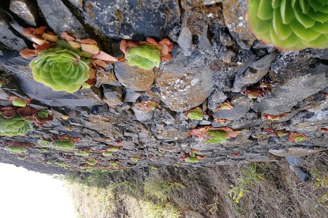Hike Larano, Boca do Risco Porto da Cruz Levada in a small group - Weather changes and alternative routes