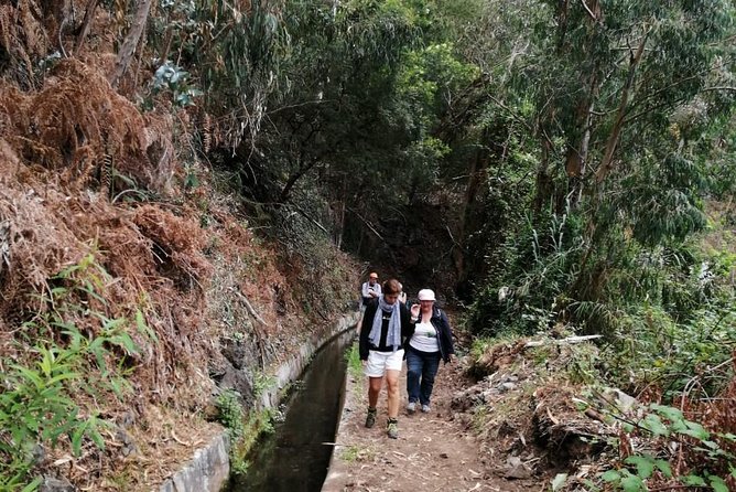 Hiking and Trekking tours in Madeira - Forest, volcanic scenery, and endemic island life