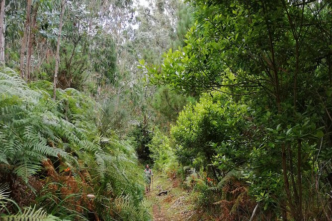 Hiking and Trekking tours in Madeira - Food, clothing, and sensible preparation