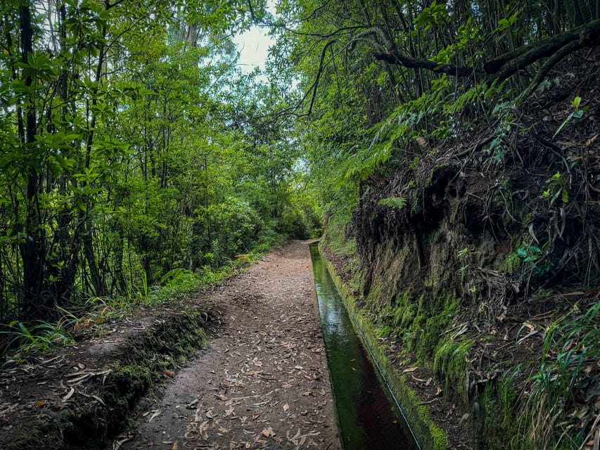 Hiking Madeira: Levada do Rei and the Majestic Laurissilva - Plants, birds, and the changing forest