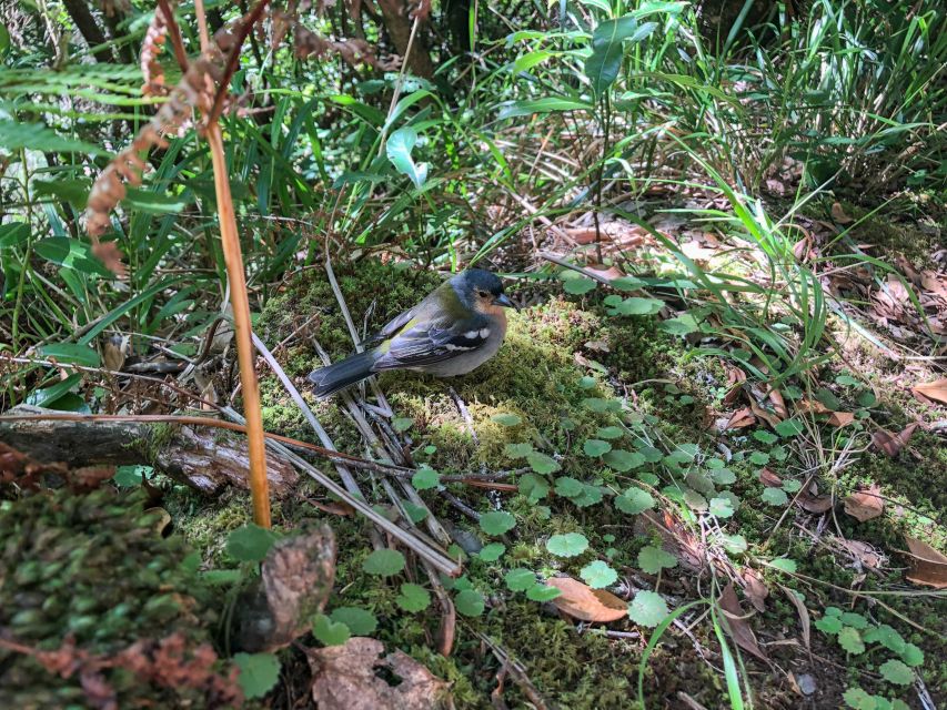 Hiking Trip with a Local - Choosing between Madeira’s six suggested routes