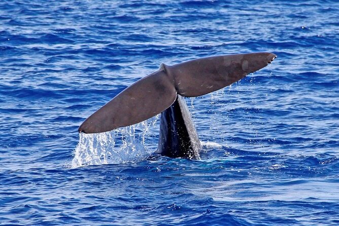 Hop-on Hop-off Bus Tour and Catamaran Whale & Dolphin Watching - The catamaran view of Funchal