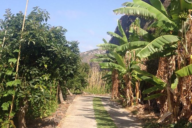 Incredible tour to a 'Faja' with a story - Walking through the organic orchards