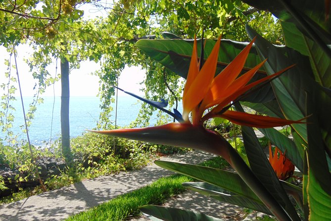 Incredible tour to a 'Faja' with a story - Pebble beach, showers, and small cabins