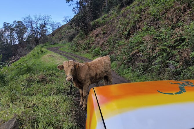 Jeep Adventure to Volcanic Pools & UNESCO Forest Treasures - Ribeira da Janela and the north coast