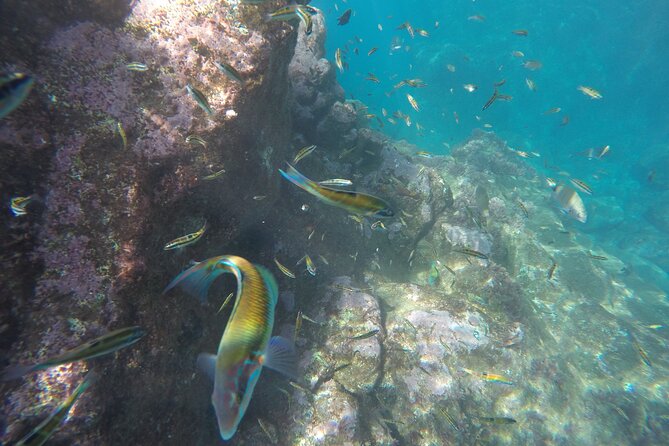 Kayak and Snorkeling Tour in Underwater Nature Reserve Garajau - Guides make the difference