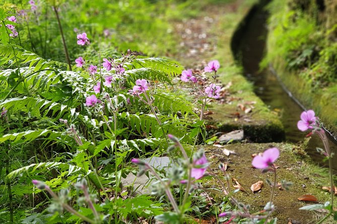 Kings Levada - São Jorge - What the guide adds to the day