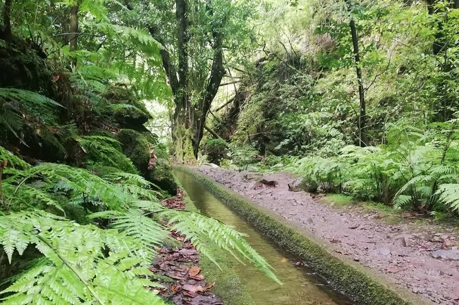 Kings Levada - São Jorge - Weather, cancellation, and booking timing