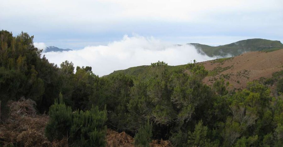 Levada do Alecrim (Madeira Lakes) Full-day walk - Key points to know before booking