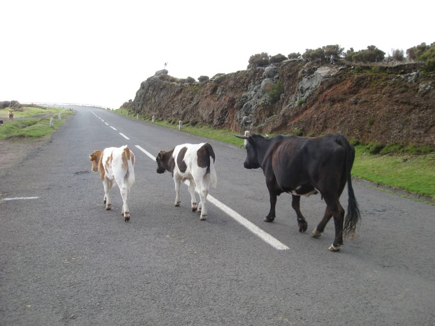 Levada do Alecrim (Madeira Lakes) Full-day walk - Pickup, timing, and the practical side of the day