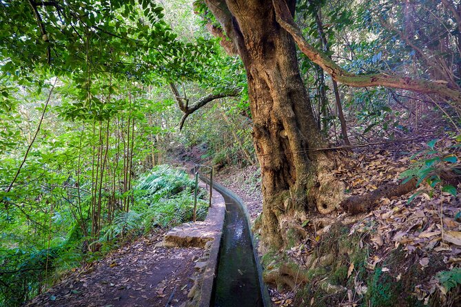 Levada do Rei (PR18) - Through Madeira's Majestic Laurissilva - Is $52.85 a fair price?