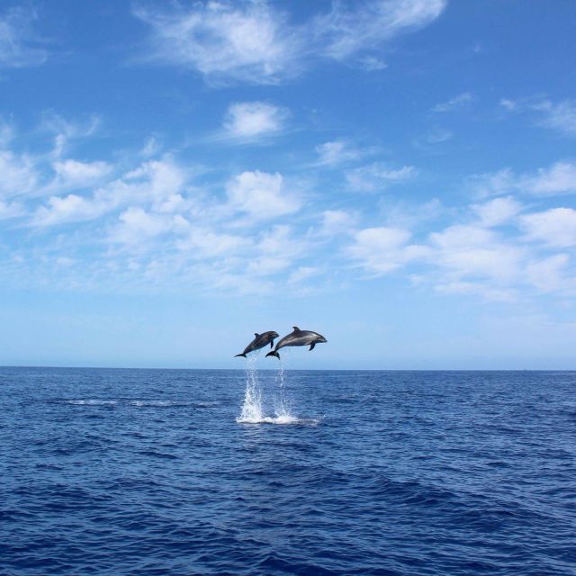 Madeira: 2.5-Hour Whale and Dolphin-Watching Cruise - Key details that shape the experience
