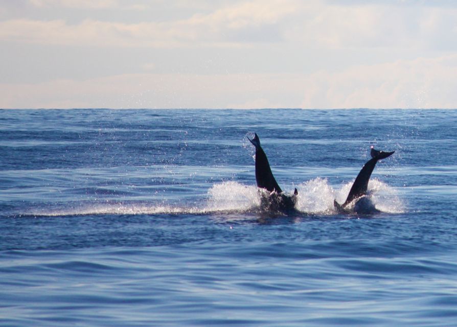 Madeira: 2.5-Hour Whale and Dolphin-Watching Cruise - What to bring and what to leave behind