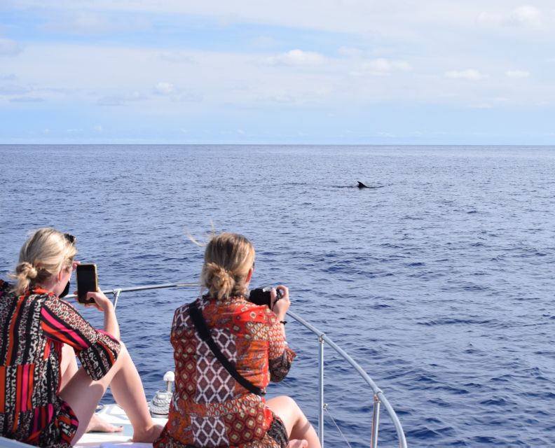 Madeira: 2.5-Hour Whale and Dolphin-Watching Cruise - Starting at Calheta Marina