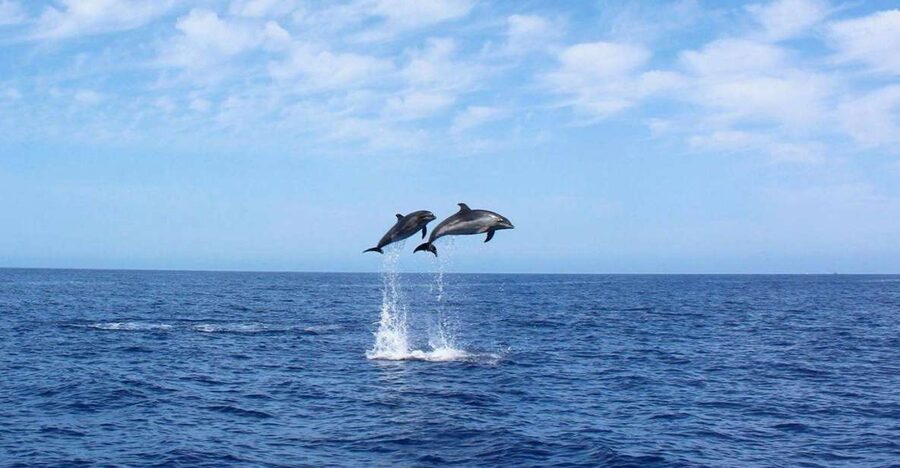 Madeira: 2.5-Hour Whale and Dolphin-Watching Cruise - Watching dolphins and whales without chasing them