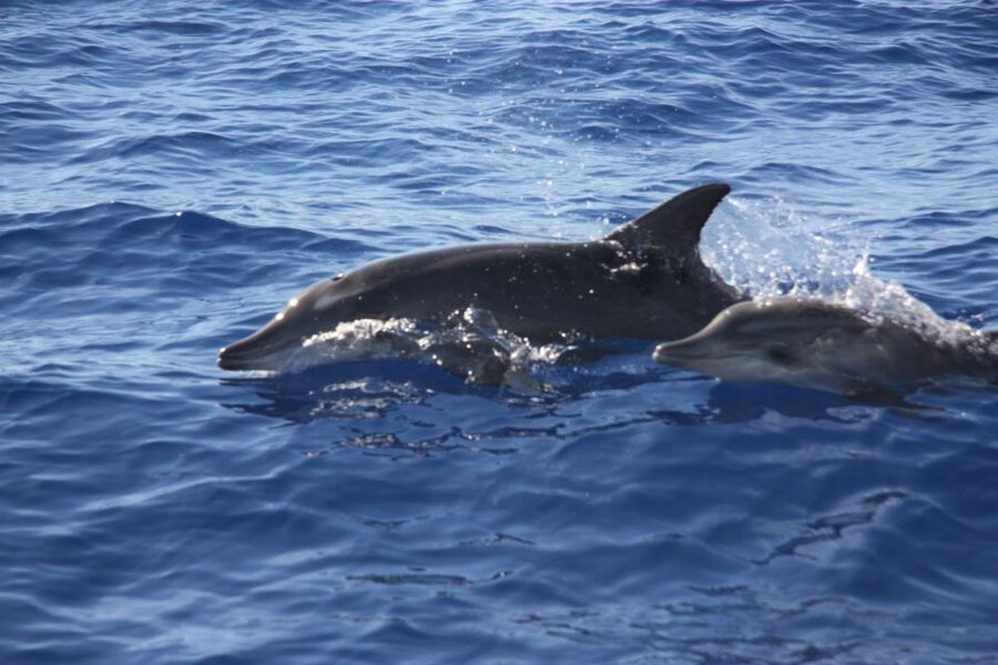 Madeira: 2.5-Hour Whale and Dolphin-Watching Cruise - The swimming and snorkeling stop