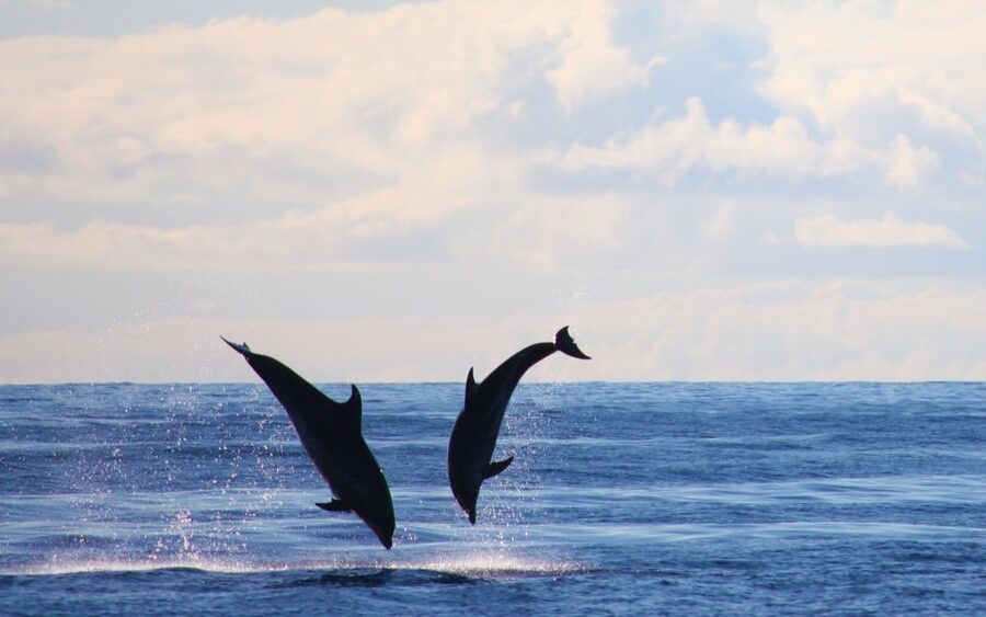 Madeira: 2.5-Hour Whale and Dolphin-Watching Cruise - The ride back to Calheta