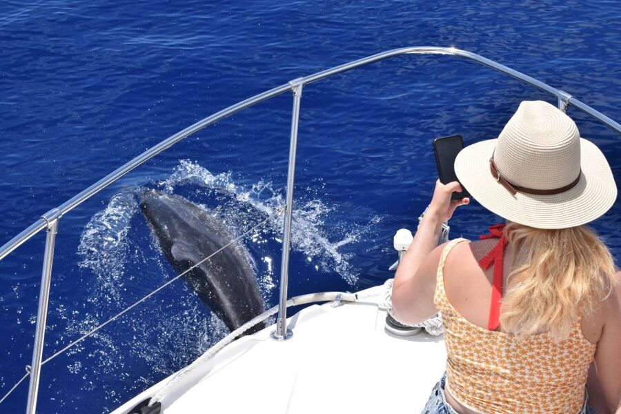 Madeira: 2.5-Hour Whale and Dolphin-Watching Cruise - Who will enjoy this boat trip most?