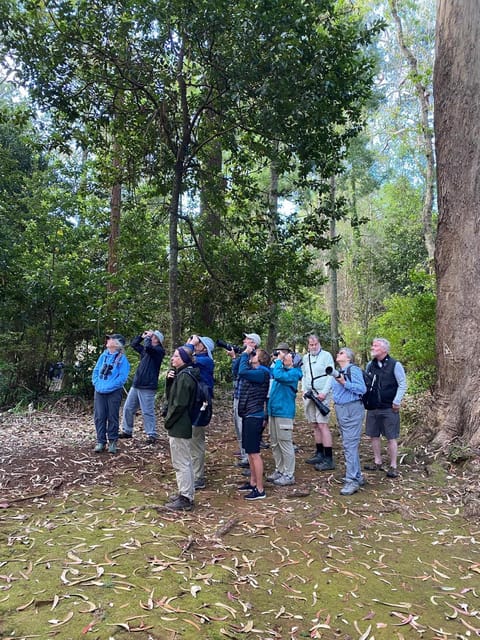 Madeira: Birdwatching - The Endemics - The laurel forest is the main event for woodland birding