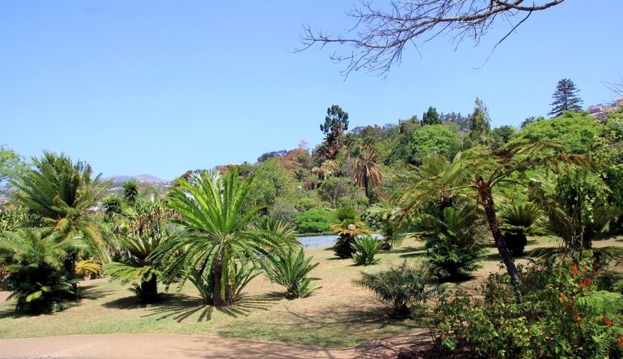Madeira: Botanical Garden in a Tuk-Tuk Tour - The 20-minute climb from Funchal