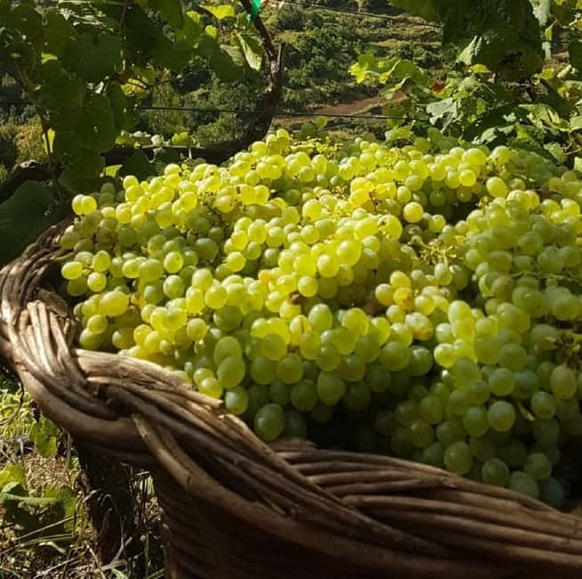 Madeira: Cabo Girão, Wines Experience and Dolphins Watching - How to make the day more comfortable