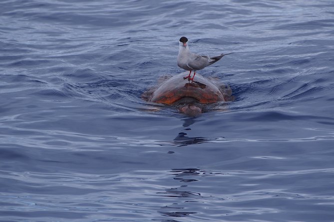 Madeira Dolphin and Whale Watching on a Ecological Catamaran - The real issue: wind, spray, and rough water