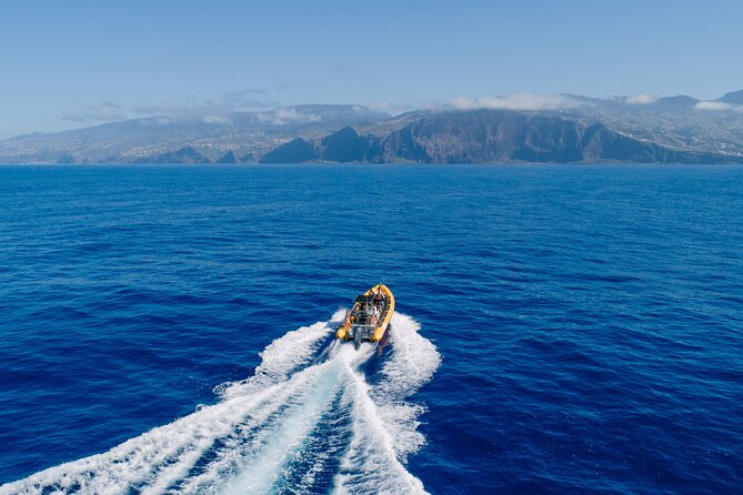 Madeira Dolphin & Whale Watching Tour - Leaving Funchal Marina for the open sea