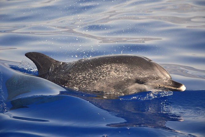 Madeira Dolphin & Whale Watching Tour - Dolphins, whales, and the luck of the day