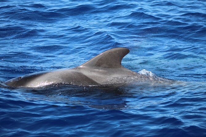 Madeira Dolphin & Whale Watching Tour - The ride is part of the attraction