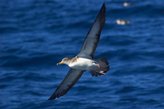 Madeira Dolphin & Whale Watching Tour - Is $58.05 good value?