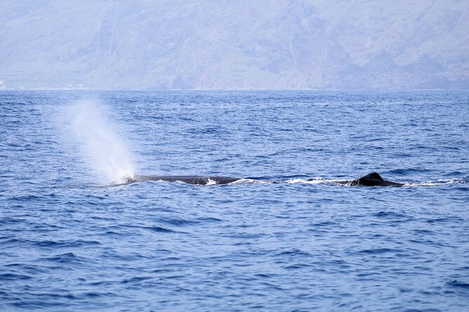 Madeira Dolphin & Whale Watching Tour - Who should book this RIB tour?