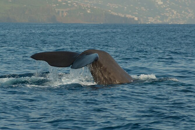 Madeira Dolphin & Whale Watching Tour - A two and a half hour search for marine life