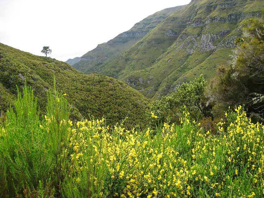Madeira: Enjoy a Guided Levada Walk in the Rabaçal Valley - Following the levada toward Risco Waterfall