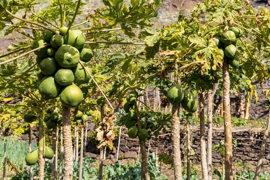 Madeira: Faja dos Padres Private Sightseeing Tour - Key points to know before booking