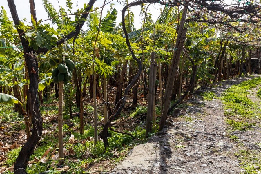 Madeira: Faja dos Padres Private Sightseeing Tour - Is $117 a fair price for three hours?
