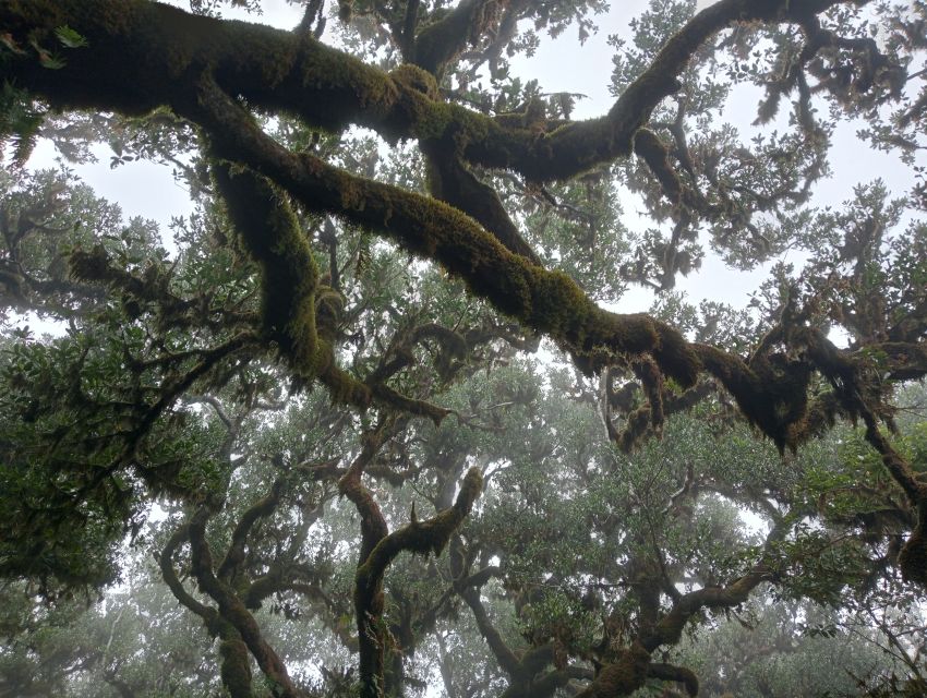 Madeira: Fanal Forest Guided Hiking Tour - Key points at a glance