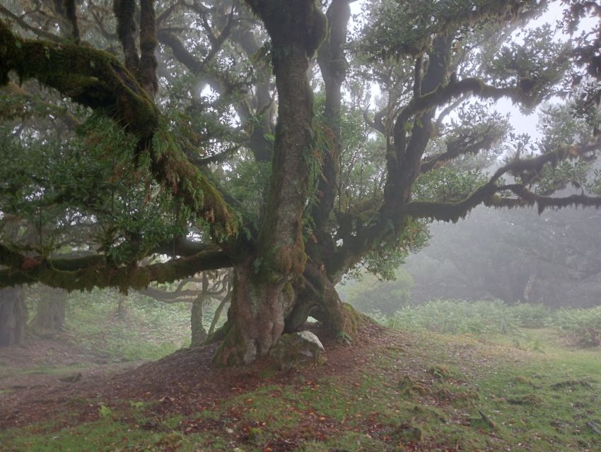 Madeira: Fanal Forest Guided Hiking Tour - Why Fanal Forest feels different from a normal viewpoint