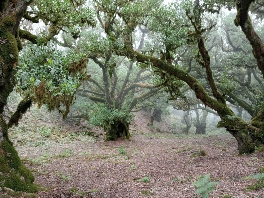 Madeira: Fanal Forest Guided Hiking Tour - A guide who sets a calm pace