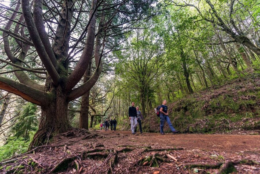 Madeira: Full-Day Laurel Forest Guided Walking Tour - Why this levada walk is worth your day
